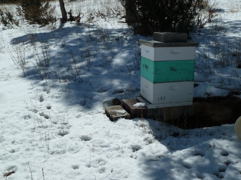 our-honey-bees-are-happy-turquoise-hive.jpg