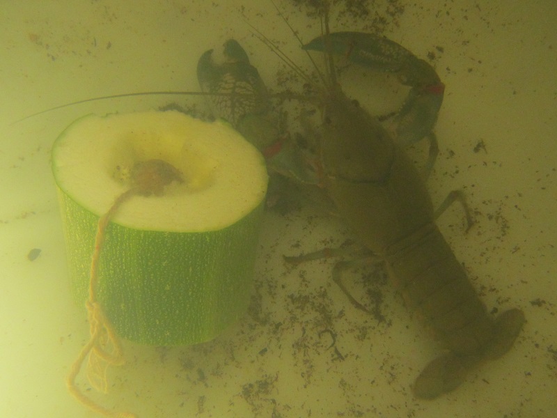 Yabbies eat zucchinis.jpg