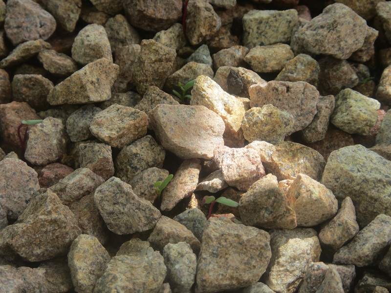 Beetroot seeds have sprouted 7 days after scattering in the growbed.jpg