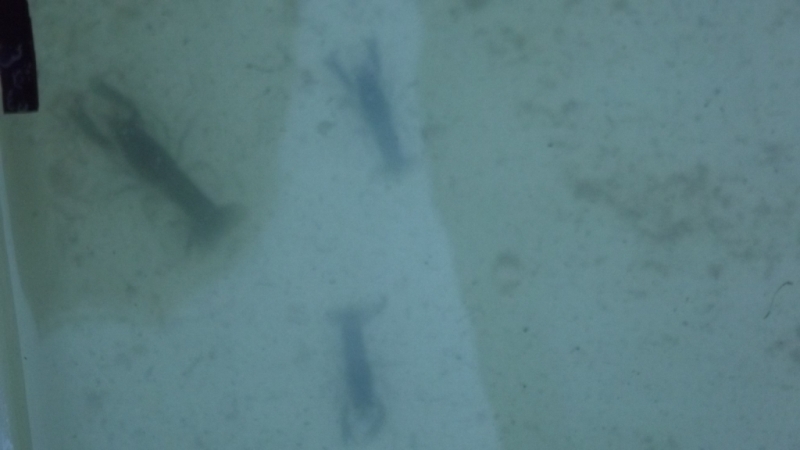 Saffi party age 3 002.JPG