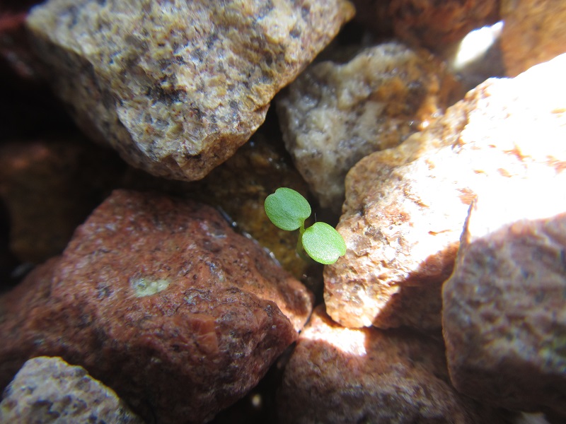 Watercress 4 March 2015 - granite 10-20mm rocks in CF GB.jpg