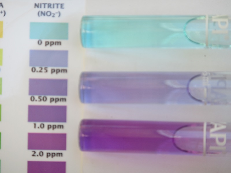 Nitrite test on 4 March - top tap water, middle 50-50, bottom AP water.jpg