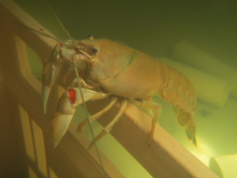 Yabby just hanging around.jpg