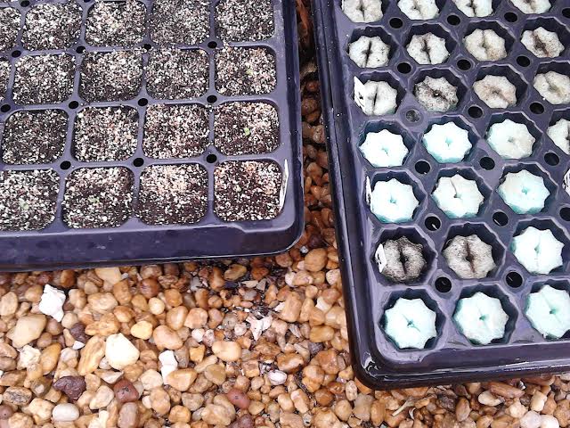 grow grips- cell trays.jpg