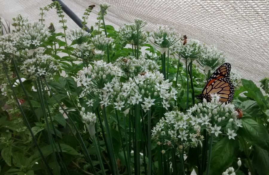 IMG_20150309_151541849 (Custom).jpg