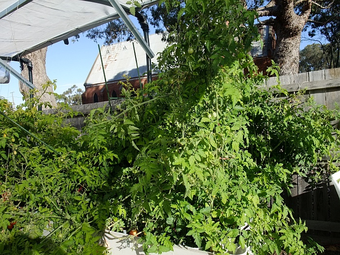 tomato triffids2.jpg