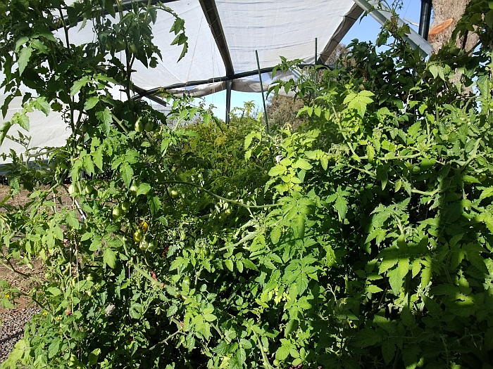 tomato triffids1.jpg