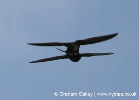 Martinet noir copulation 04.jpg