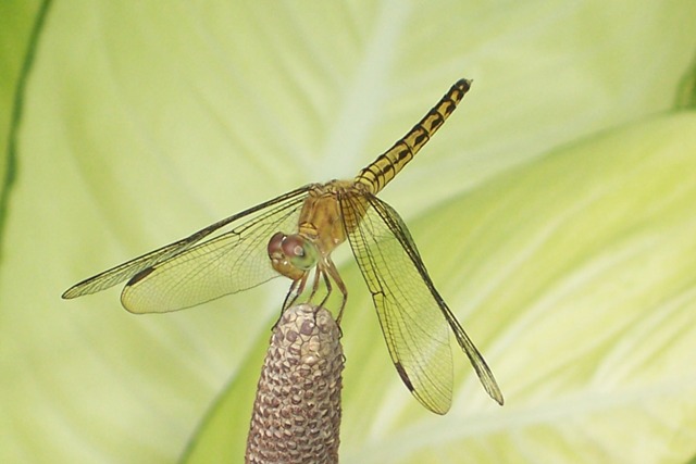 Dragonfly on diffenbachia.JPG