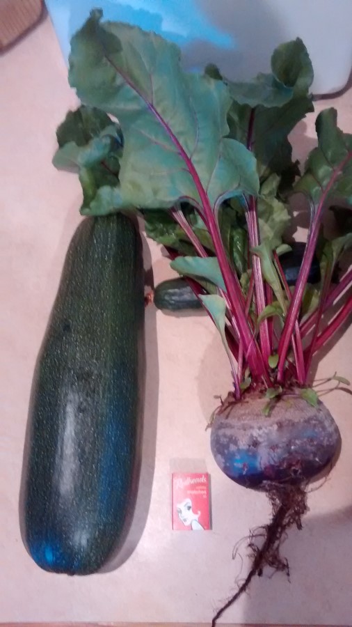 IMG_20150315_092703855 (Custom).jpg