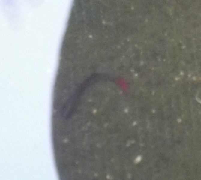 16th march 15 010.JPG