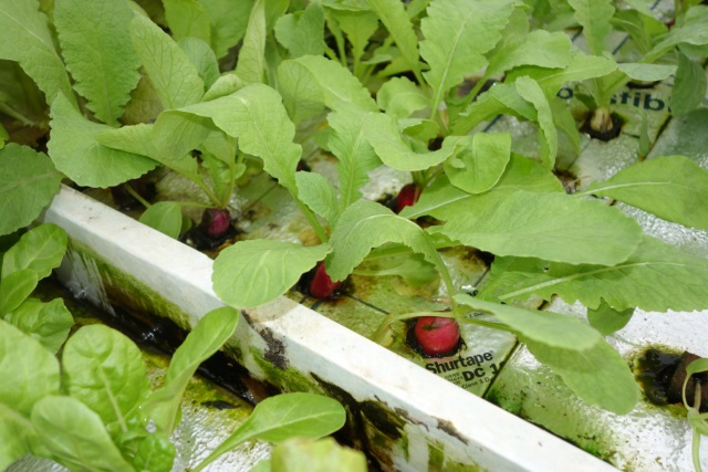 Radishes in Raft.jpg