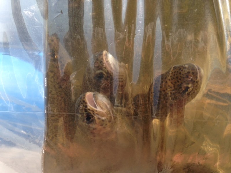 IMG_4586 (Custom).JPG