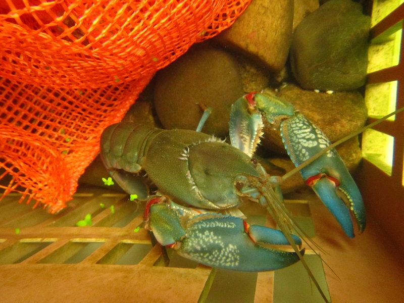 Big Blue in the milk crate with rocks and orange bags.jpg