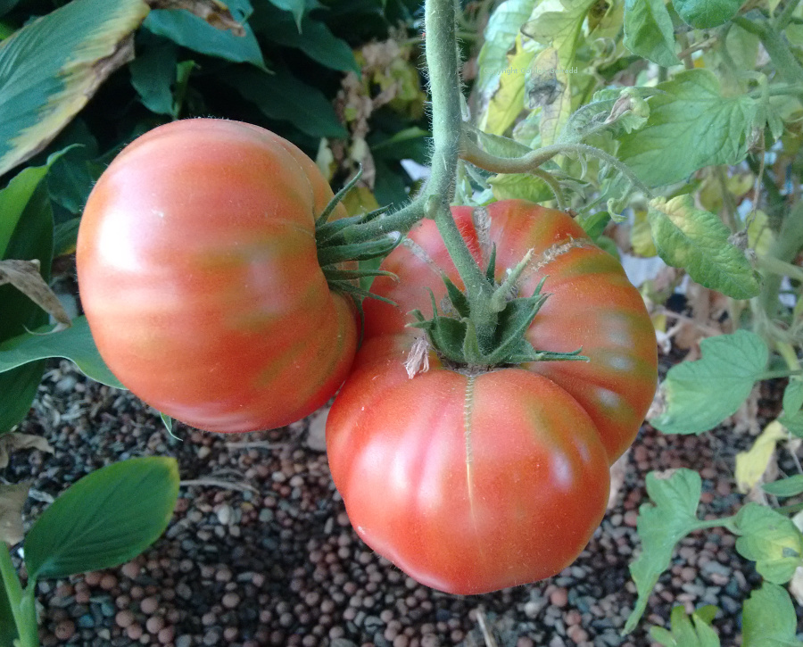 Beefsteak-tomato20150323.jpg