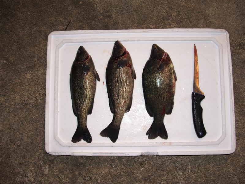 DSCF4663 (Medium).JPG