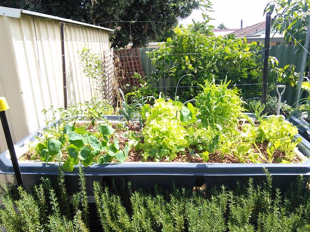 growbed 1 small.jpg
