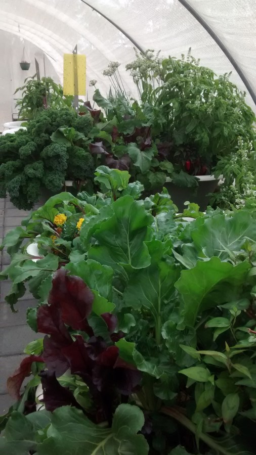 IMG_20150328_154514147 (Custom).jpg