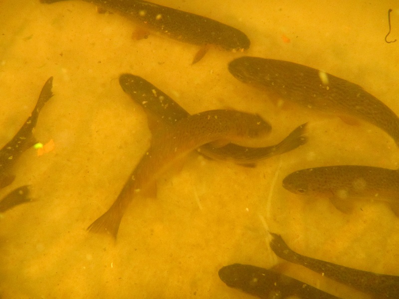25 trout yearlings picked up today 28 March 2015.jpg