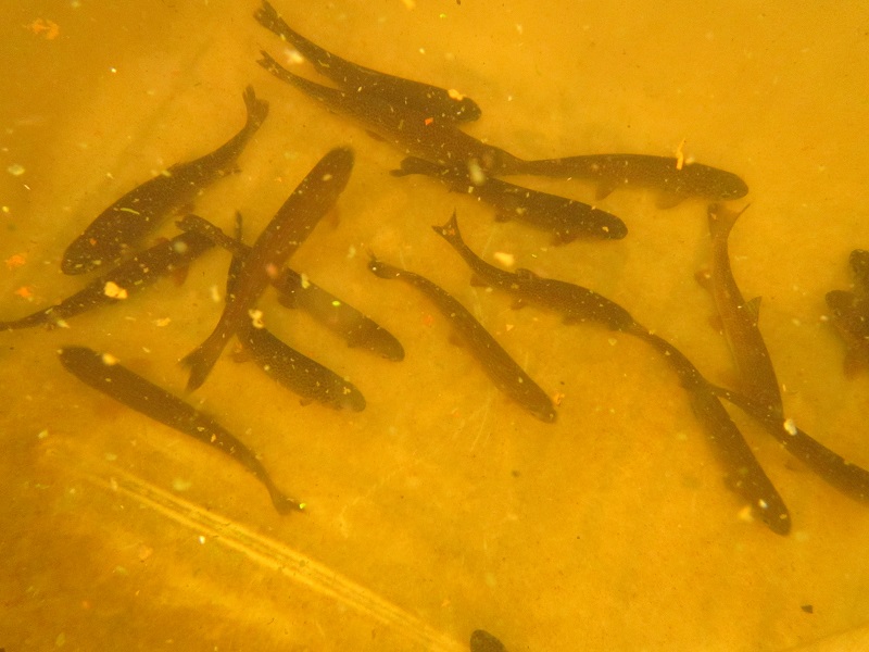 Picked up 25 yearling rainbow trout today 28 March 2015.jpg