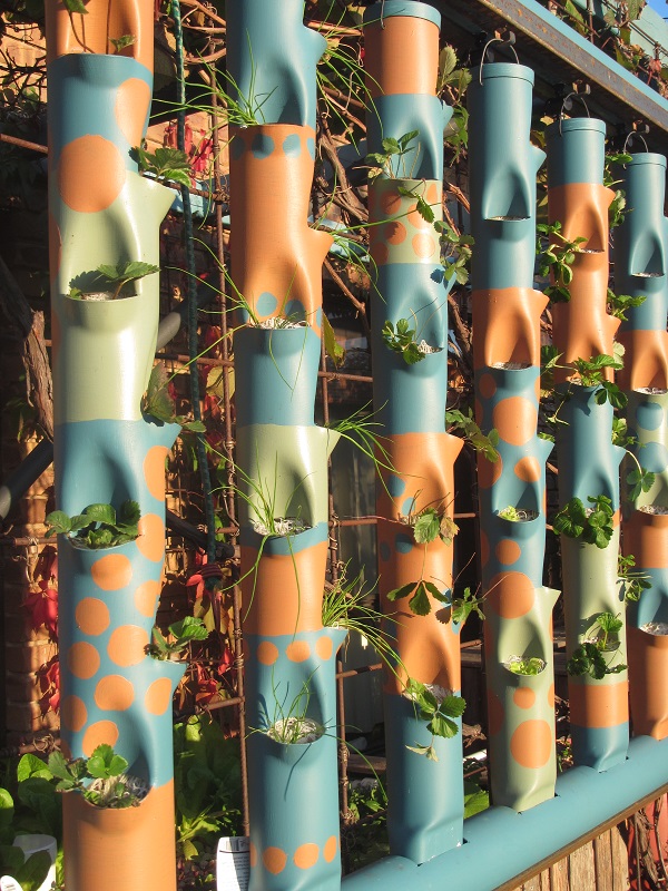 5 towers planted 23-27 March 2015 - L2R Hokowase strawberries, chives, alpine strawberries, lettuce, temptation strawberries -.jpg