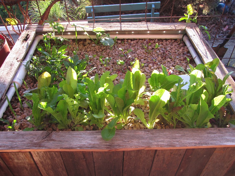 Growbed 28 March 2015.jpg