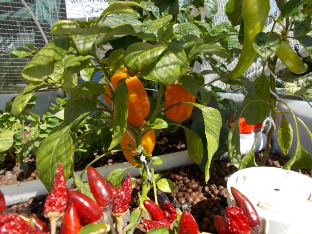 DSCN0400 (Small).JPG