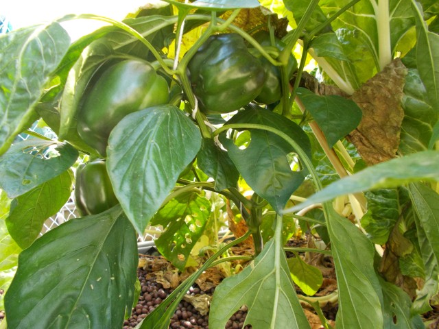 DSCN0406 (Small).JPG