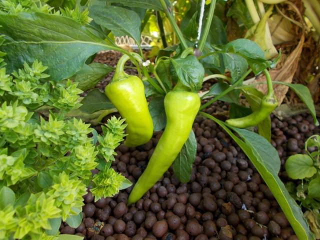 DSCN0407 (Small).JPG