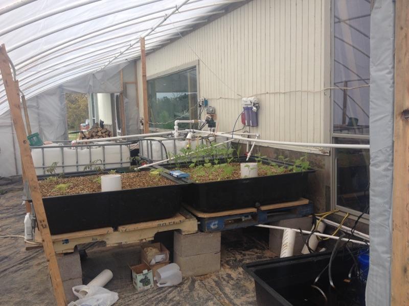 aquaponic6.jpg