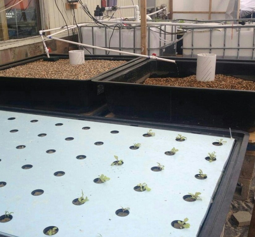 aquaponic8.jpg