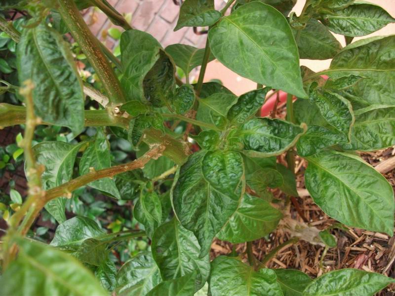 Calcium deficiency a.jpg