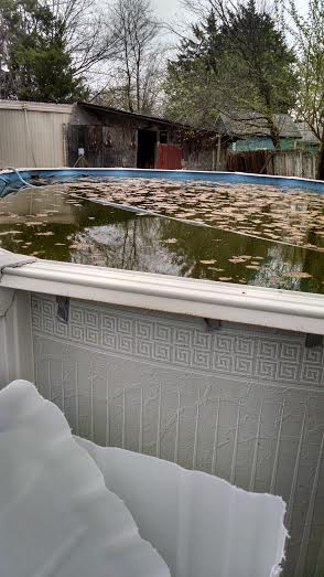 aquaponics pool.jpg