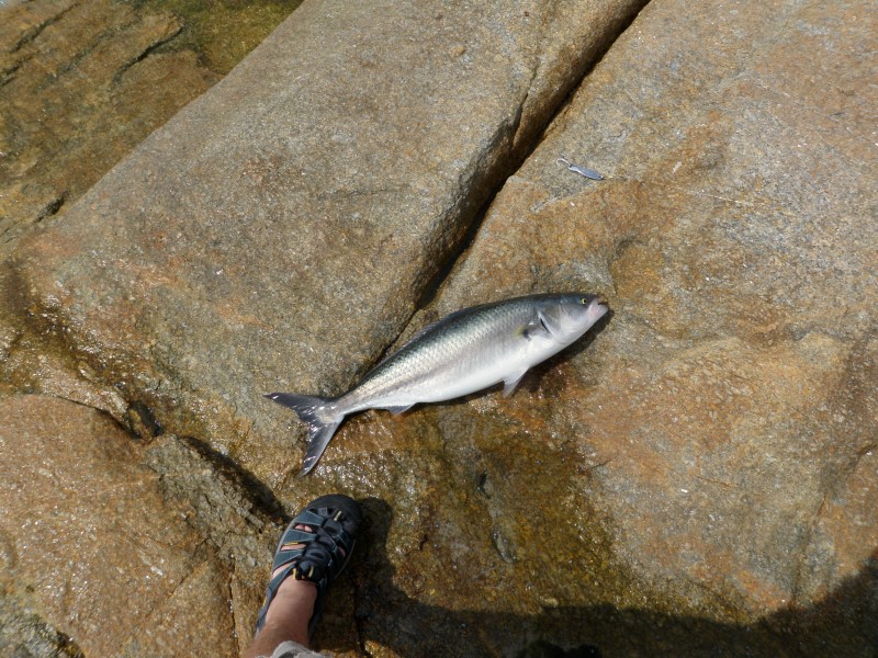 P1010193 (Custom).JPG