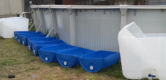 Aquaponics 1.jpg