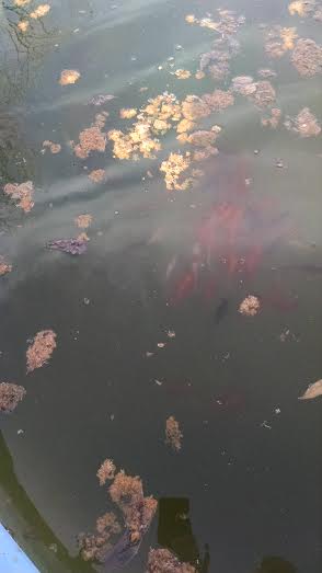 they are in and schooling together.jpg