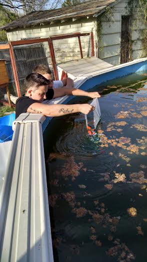 putting in goldfish.jpg