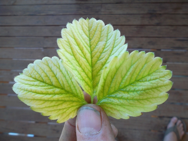 Iron (maybe) deficiency (600x450).jpg