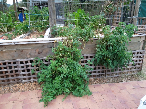 Trailing tomatos (600x450).jpg