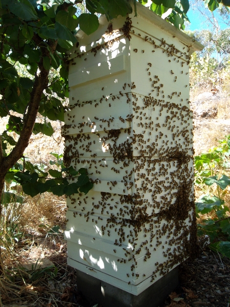 Four layer bee hive (450x600).jpg