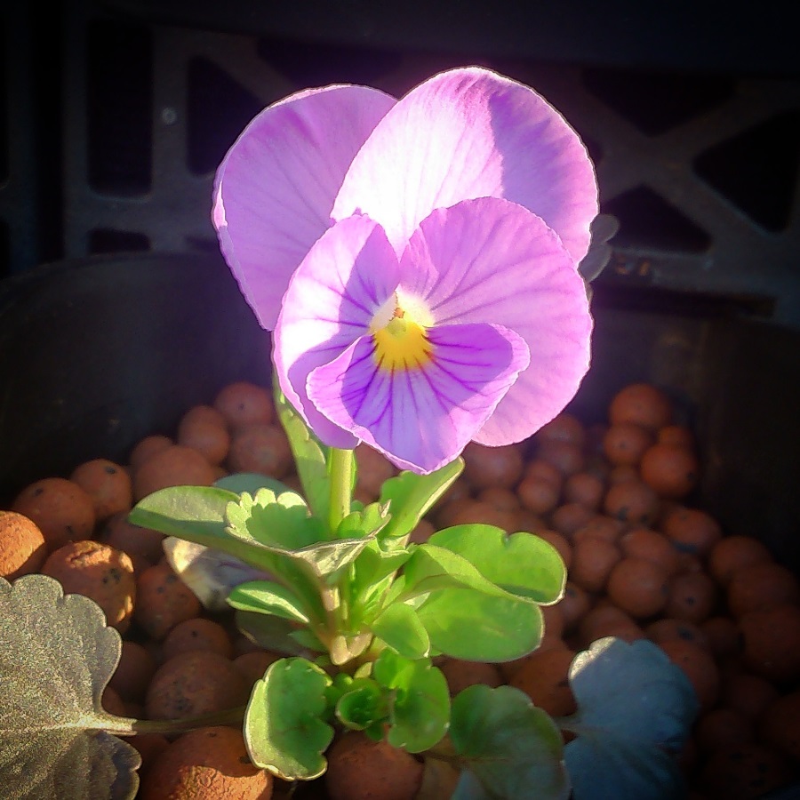 IMG_20150331_230451 e.jpg