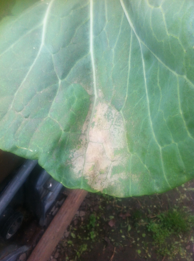 IMG_0868 (672x900).jpg