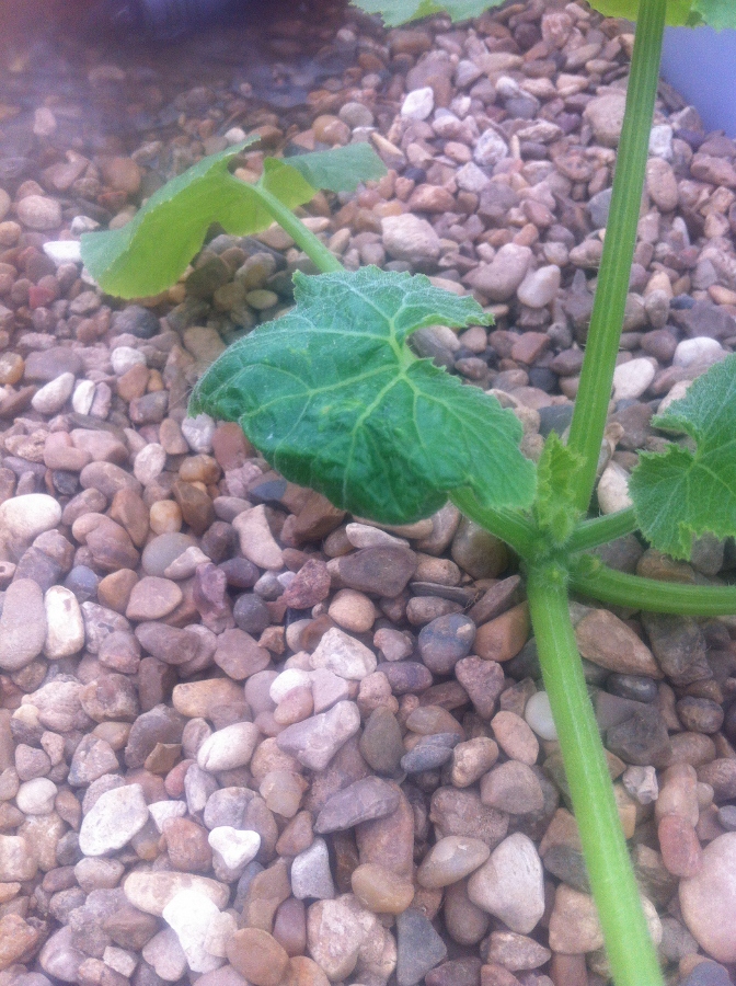 IMG_0870 (672x900).jpg