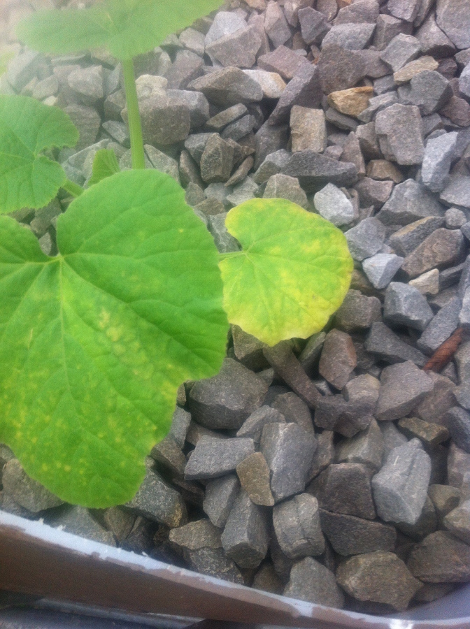 IMG_0871 (672x900).jpg