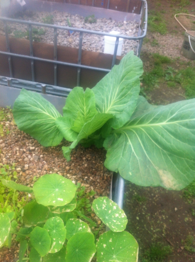 IMG_0877 (672x900).jpg