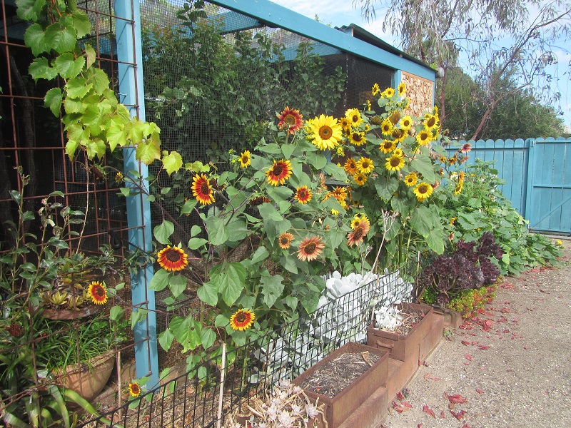 The Chook Condo - driveway view.jpg