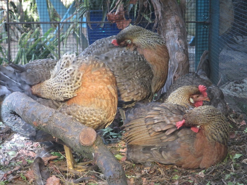 The Chook Condo - the girls preening in the run.jpg