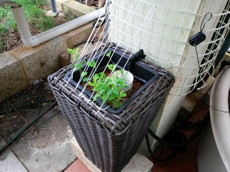 sweet peas 2 weeks.jpg