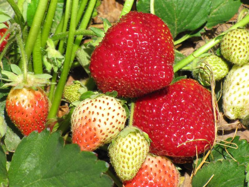 strawberries-northern-New-Mexico.jpg