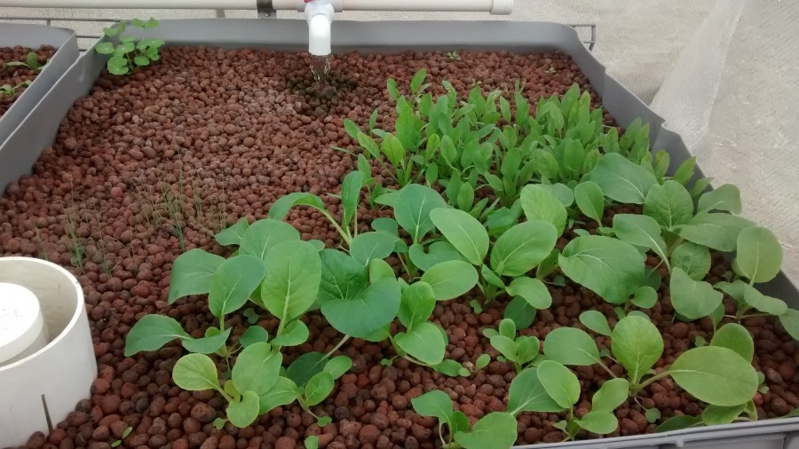 IMG_20150328_154338146 (Custom).jpg